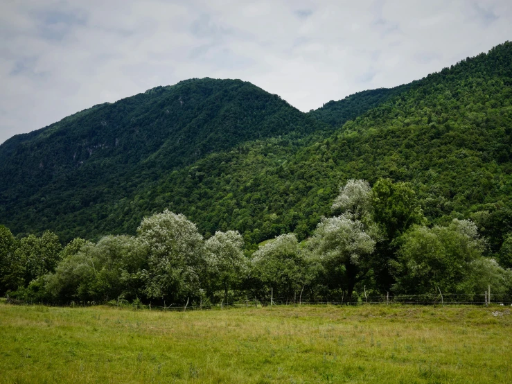 an image of a mountain scenery with trees in the foreground