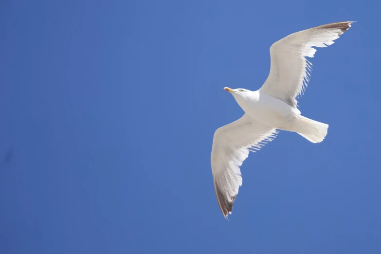 a white seagull flying high in the sky