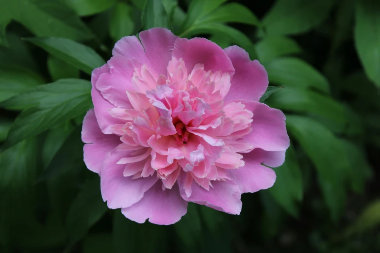 this is a flower that looks like a pink rose