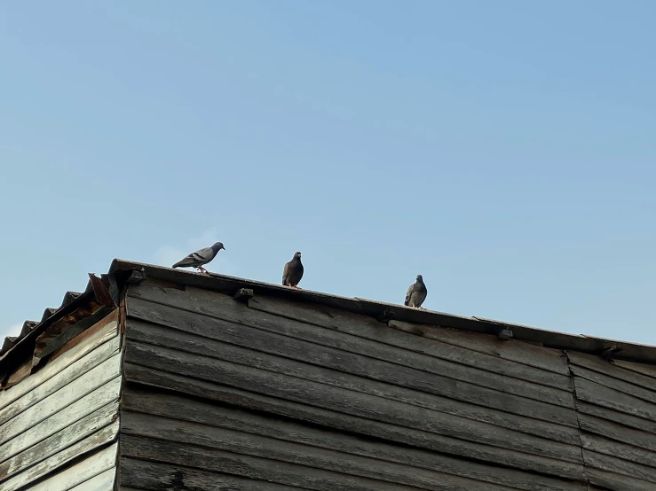 three birds sitting on the roof of a wooden building