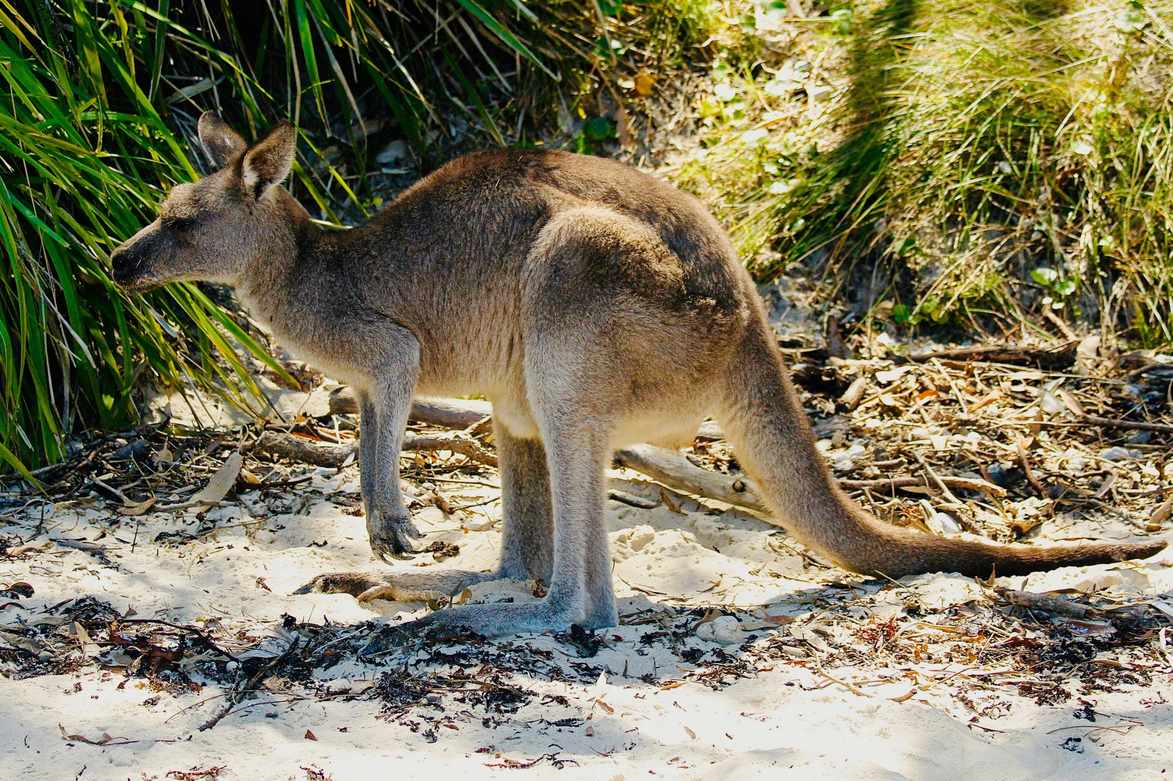 a kangaroo standing next to grass and dirt