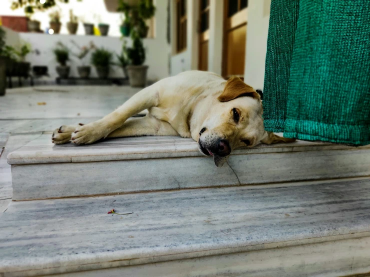a dog laying on some steps and chewing on soing