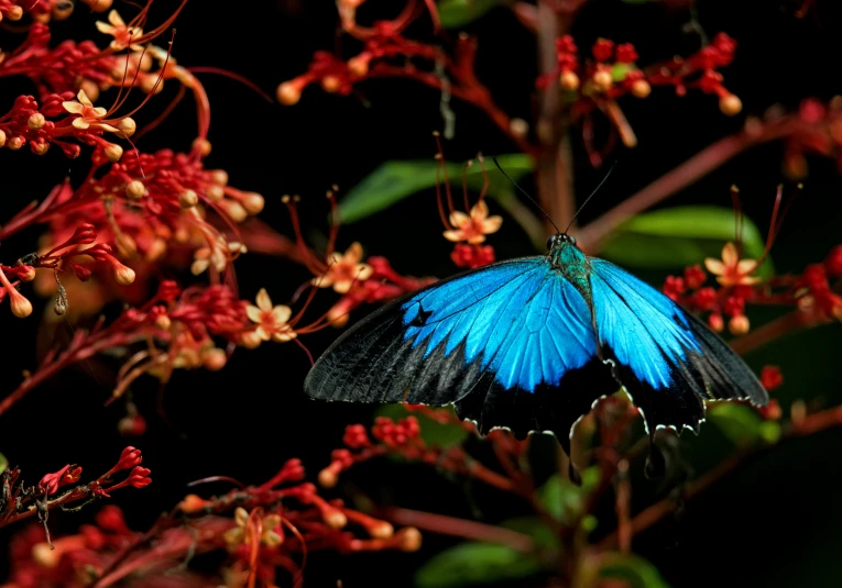 a large blue erfly flying past some red flowers