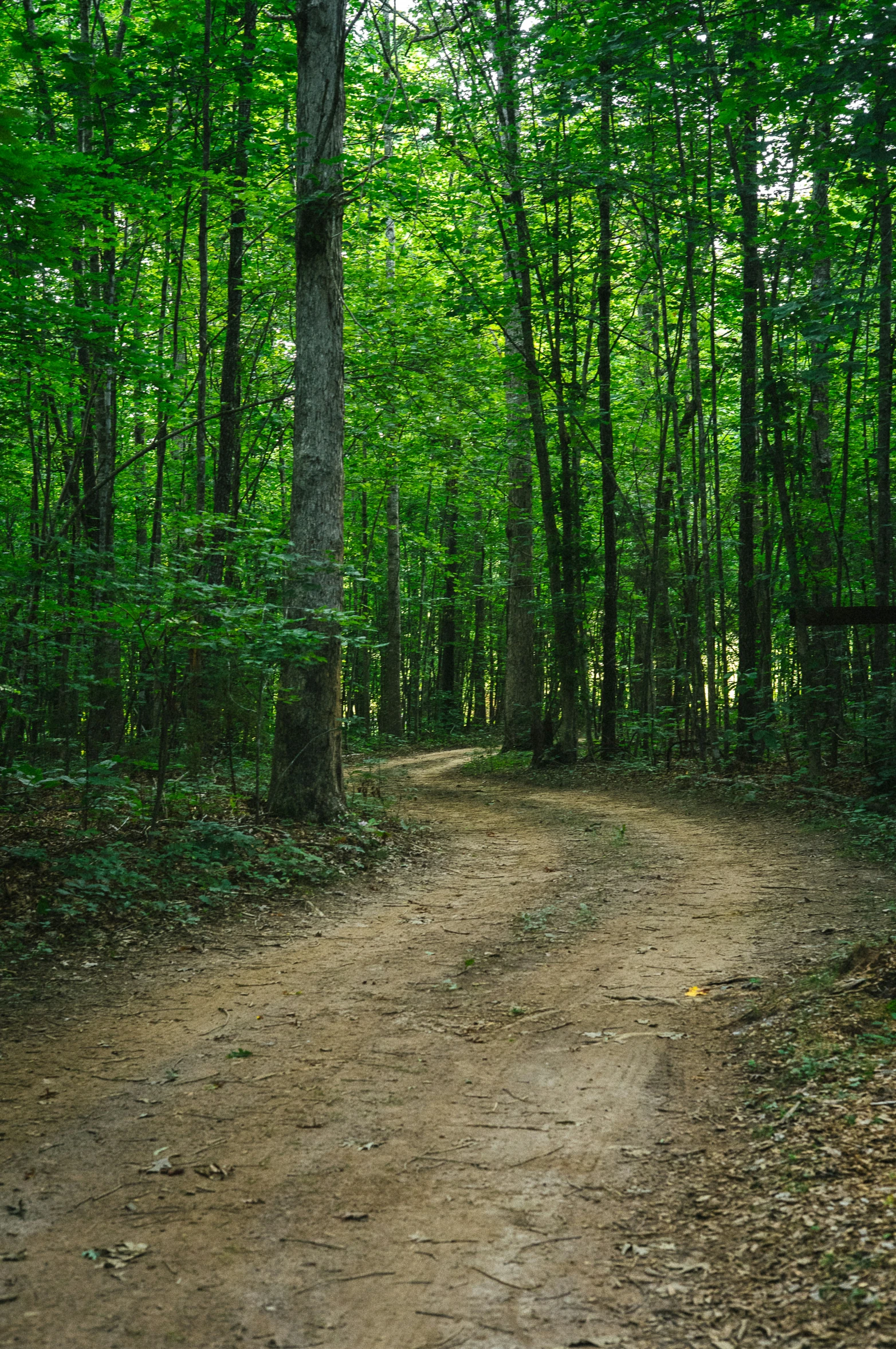 there is a dirt road through the woods