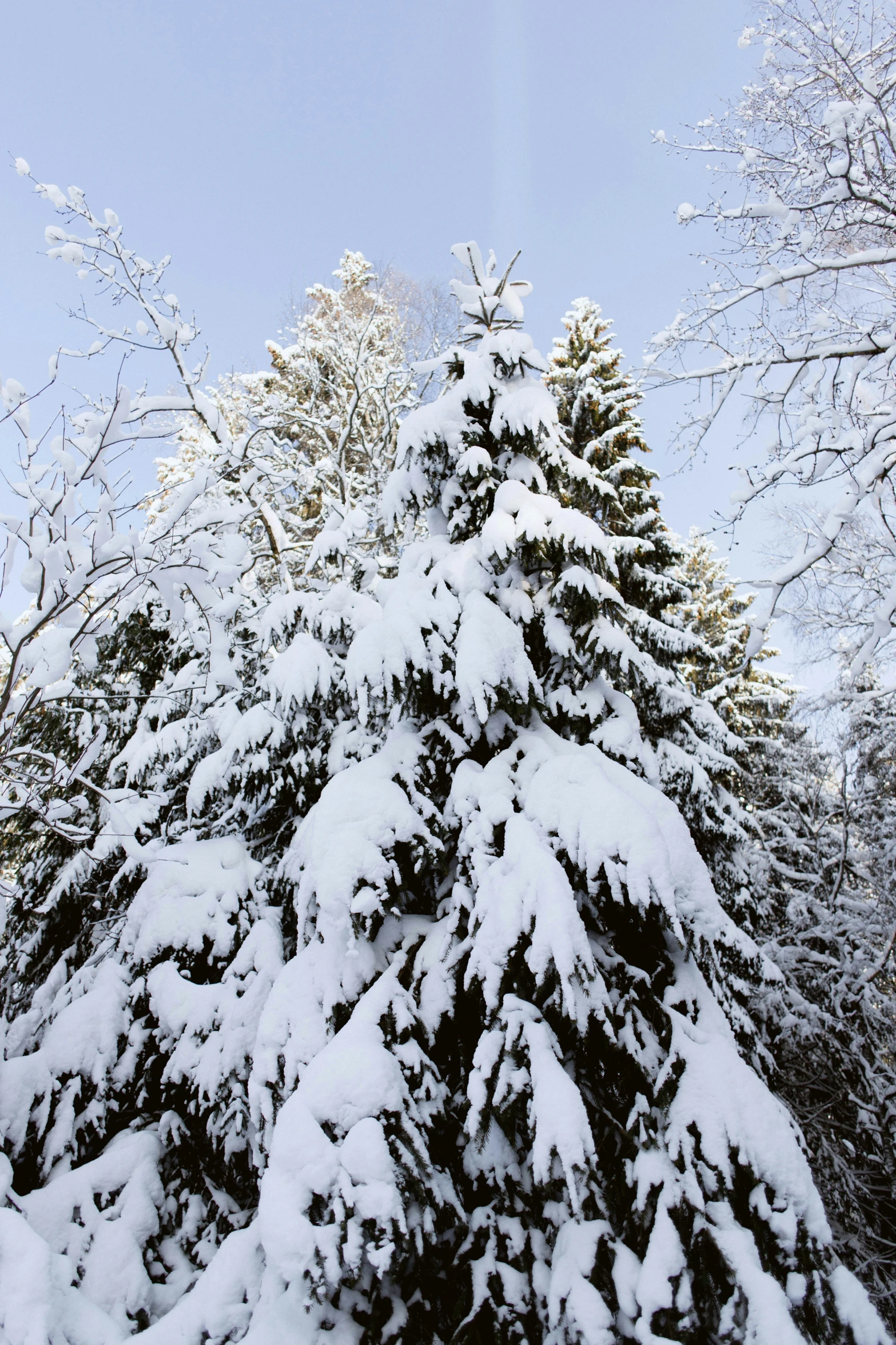 a snowy evergreen tree in the foreground against a blue sky