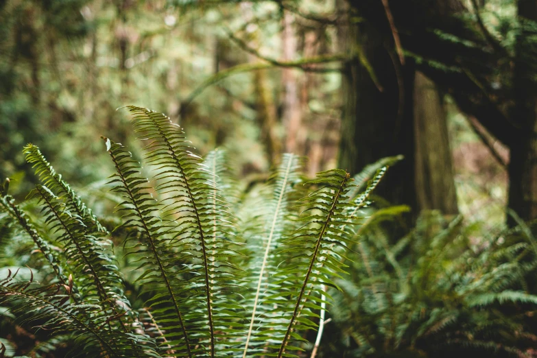 a green plant in the forest surrounded by trees