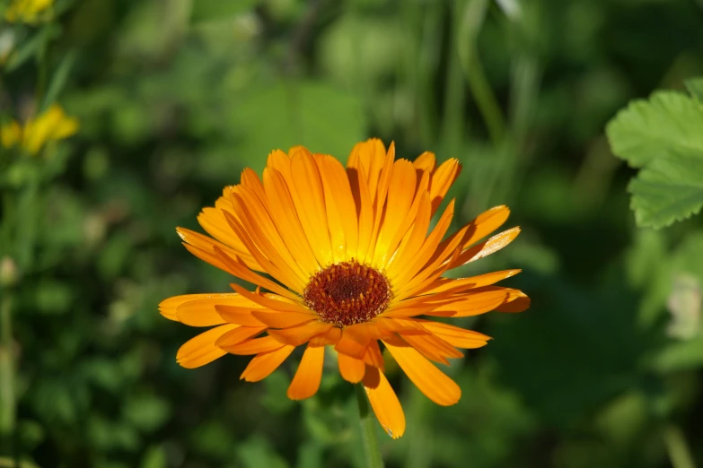 a bright orange flower with red center