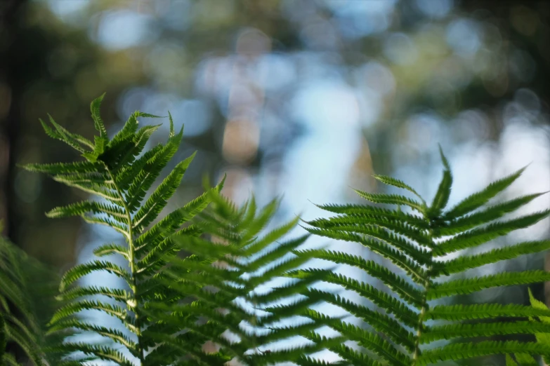 leaves of an evergreen tree in the sunlight