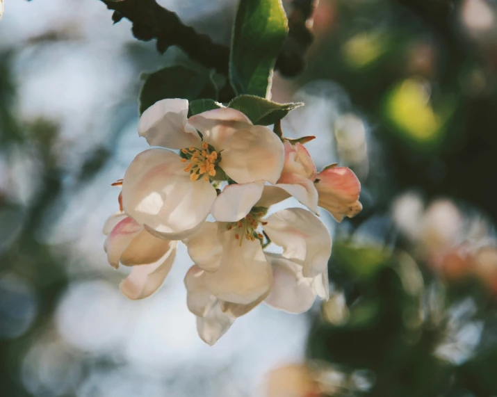 close up of a flowering flower and leaves