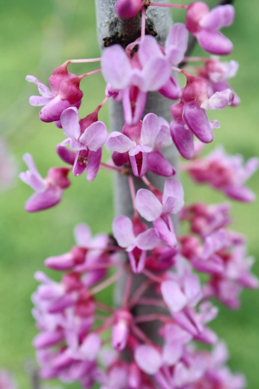 purple flowers in a green background on a tree