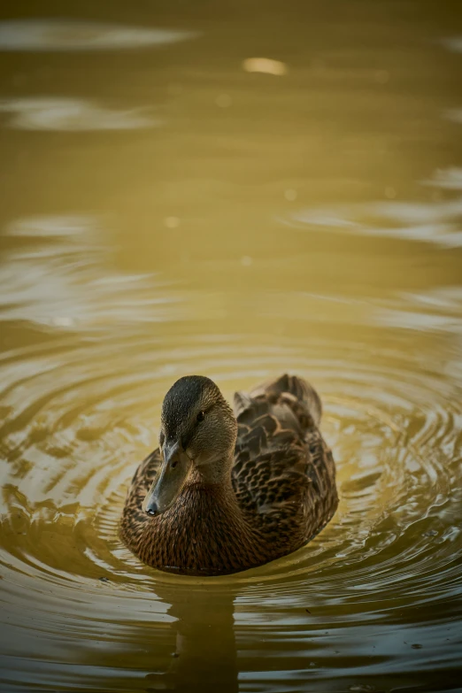 a duck swimming in some brown water