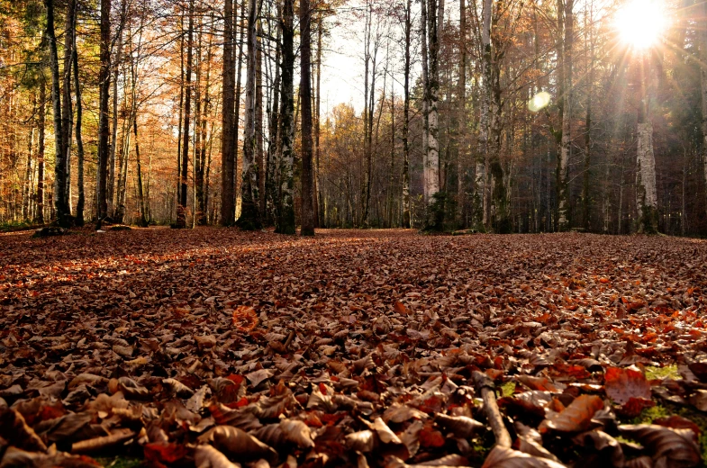 a dirt road surrounded by leaf covered trees