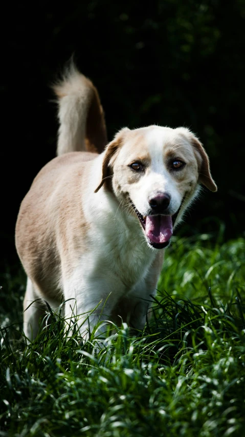 a brown and white dog walking on grass in the sun