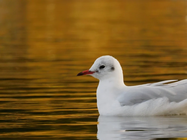 a white duck with red beak floating in water