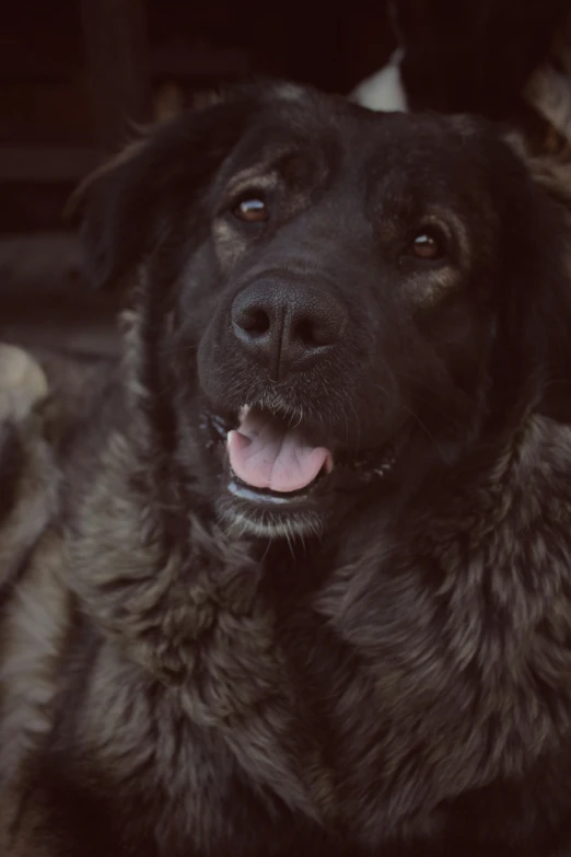 a dog sitting in front of a door with it's tongue out