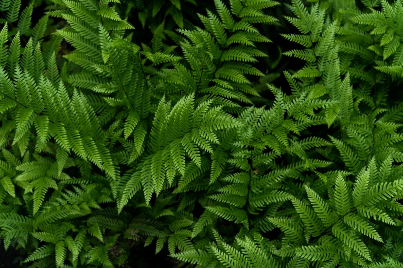 a leafy green plant with lots of leaves growing