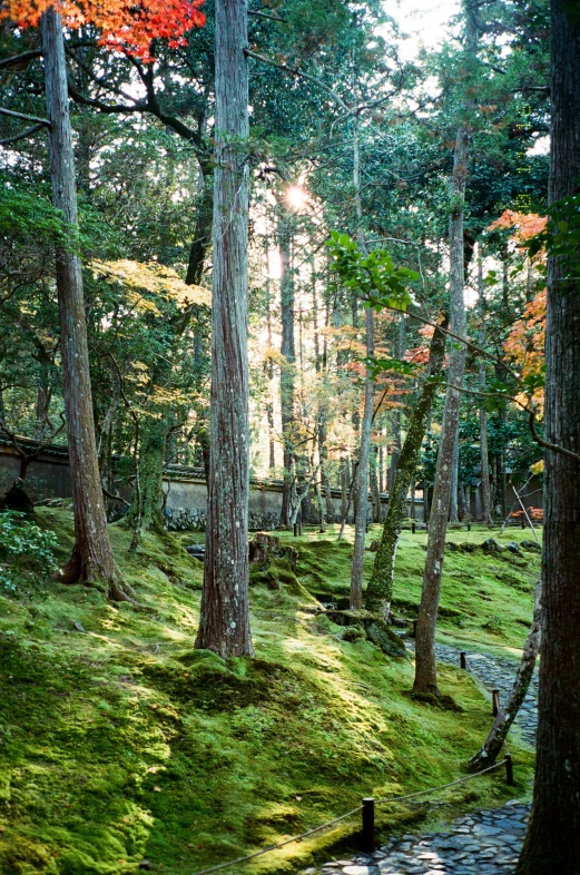 a path in the forest with lots of trees