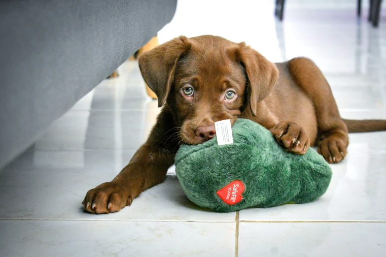 a little dog that is chewing on a toy