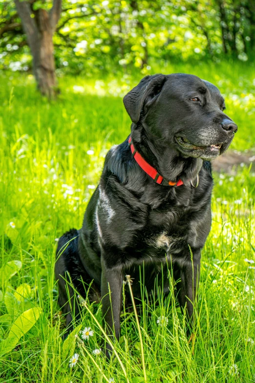 a black dog is sitting in the grass