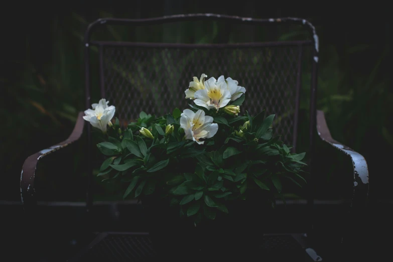 the white flowers in the pot are blooming on the bench