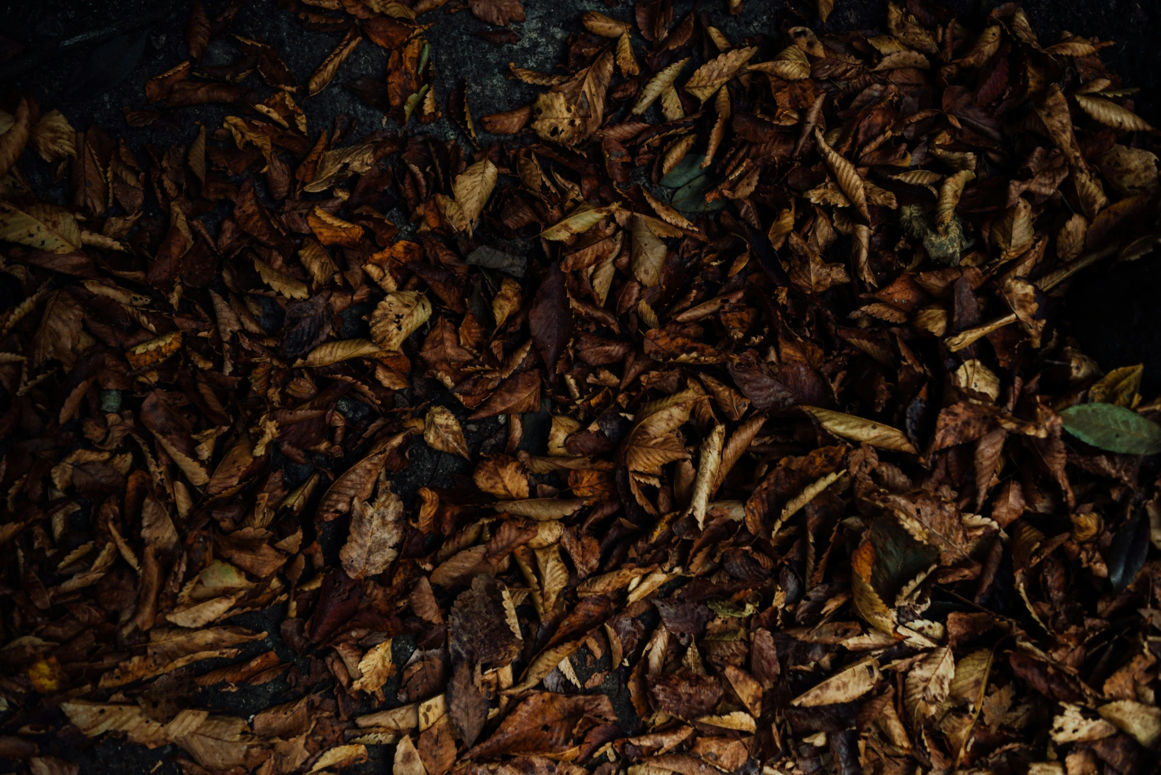 an old pile of wood chips with a plant in the middle