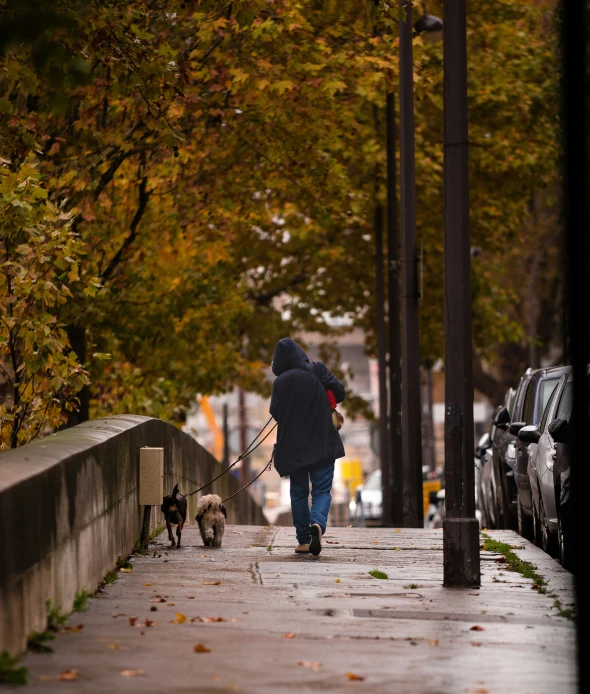 a person walks their dog down a city street