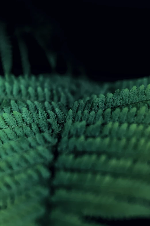 this is an extreme close up picture of green plants