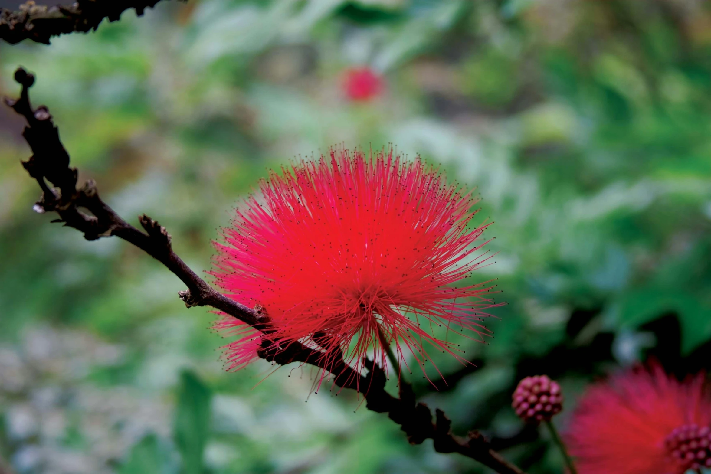 the red flower is near green leaves on a nch