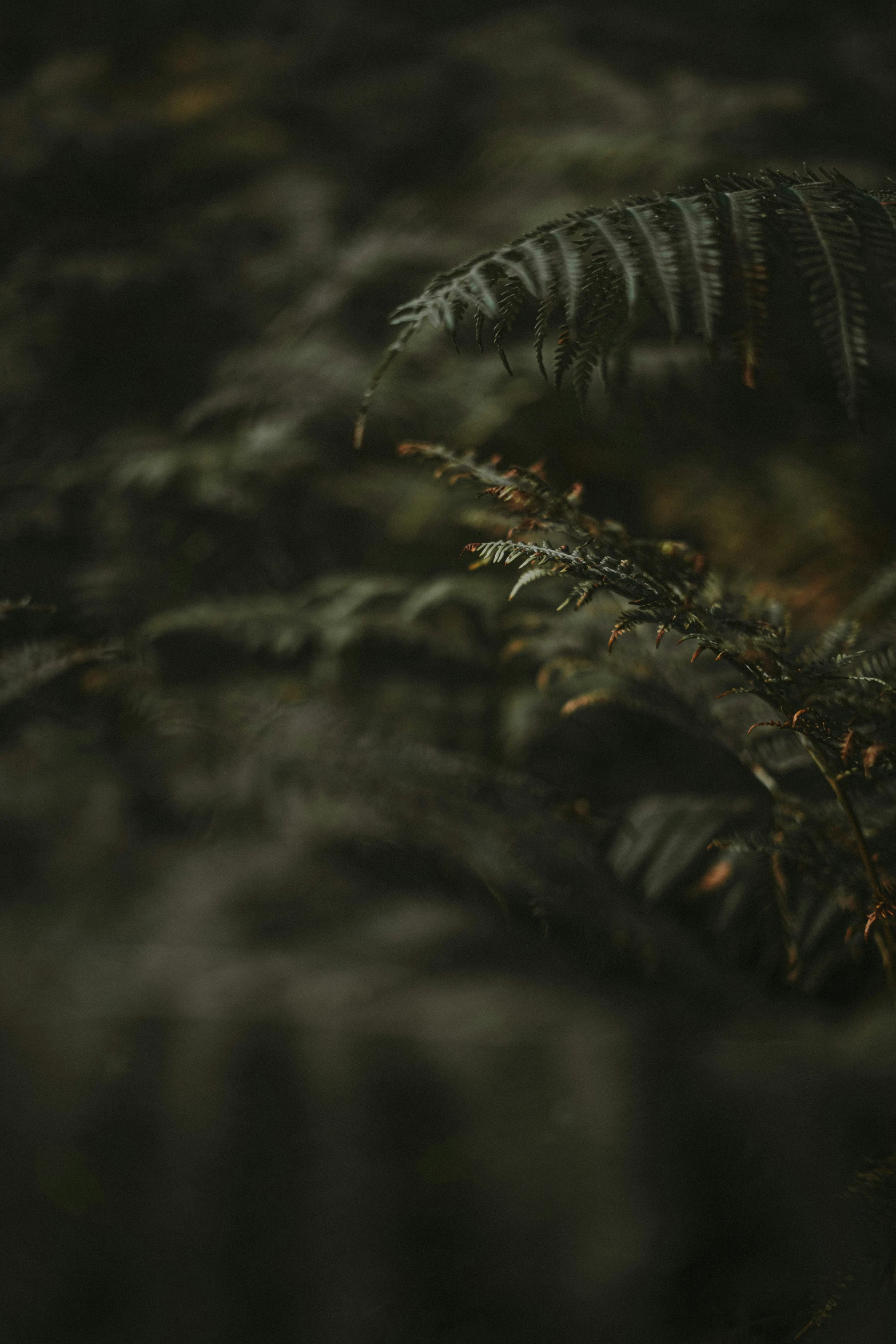 an antelope is crawling in the bush at night