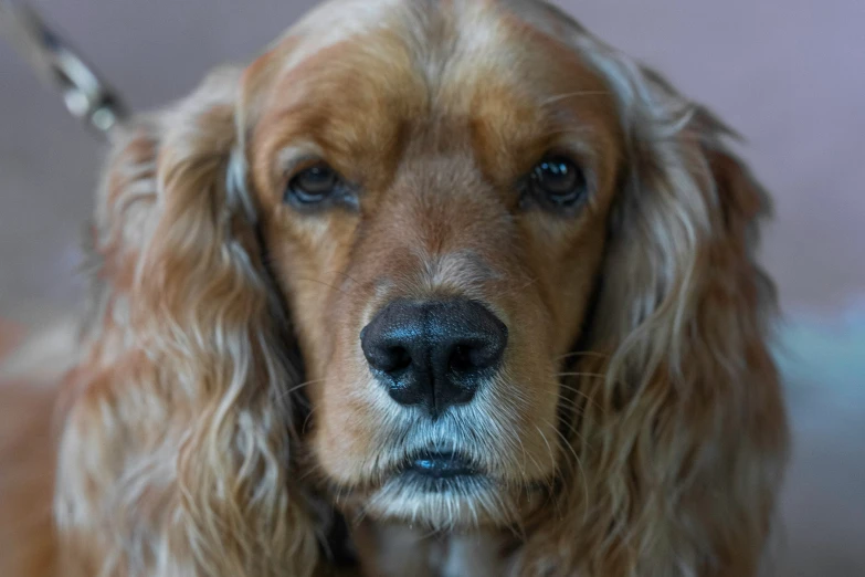 a cute brown dog looking off to the side