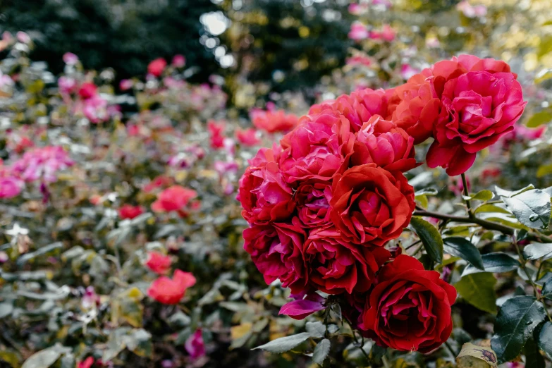 red roses in a garden of many different varieties
