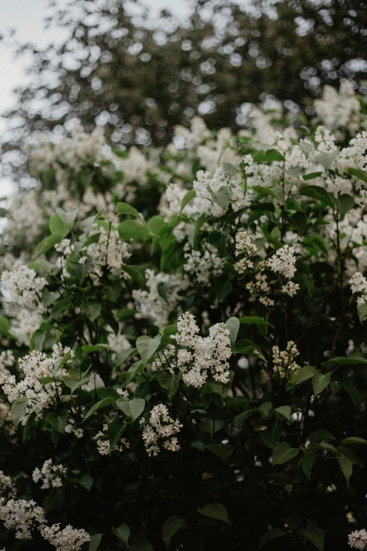 the tree is full of white flowers in the background
