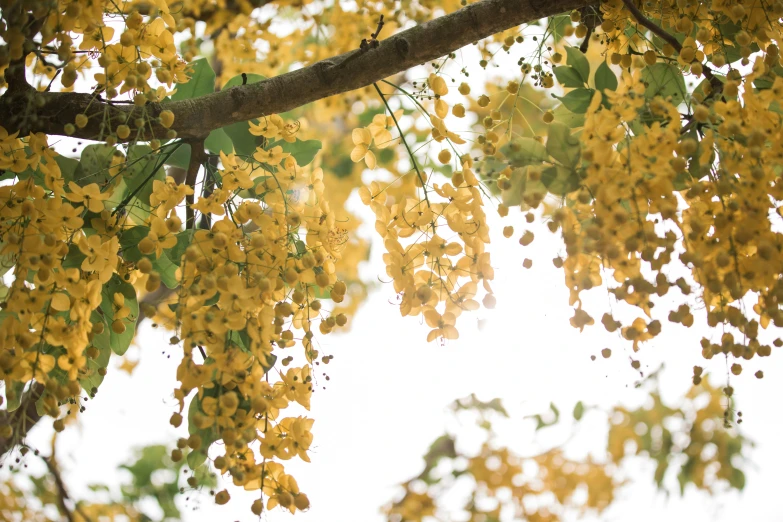 a close up of yellow flowers on a tree