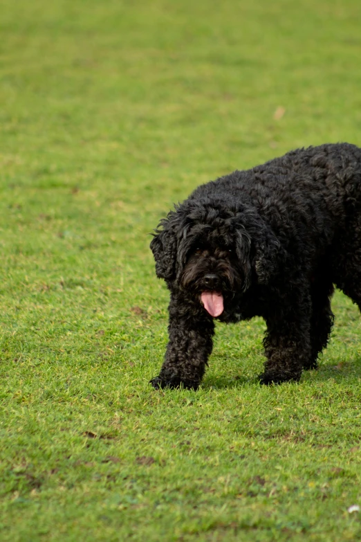 a fluffy black dog is panting and standing in the grass
