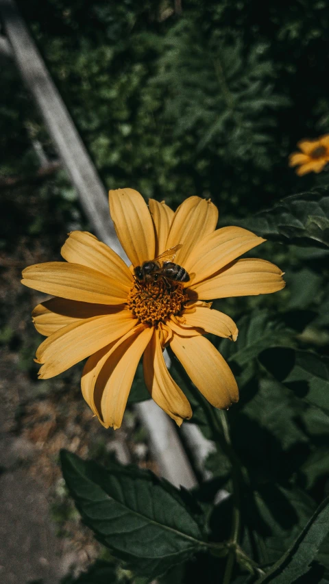 the bee is sitting on the flower next to the road