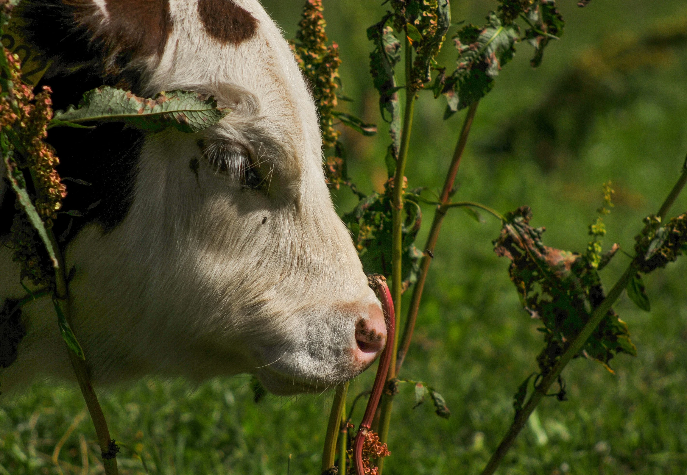 a brown and white cow standing on a lush green field