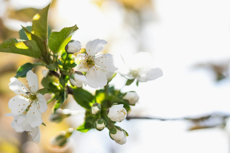 a picture of white flowers on a tree nch