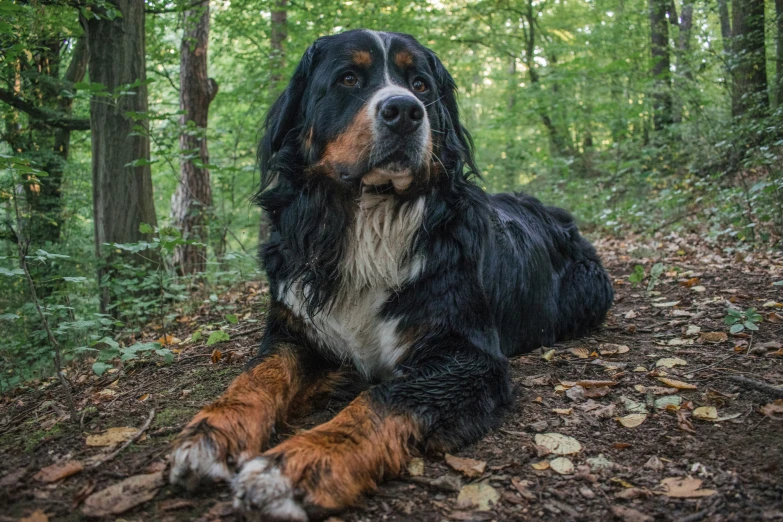 a dog is posing for a picture in the woods