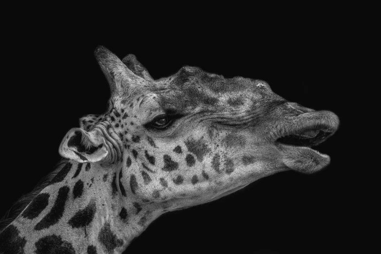 close up of a giraffe's head with it's tongue out