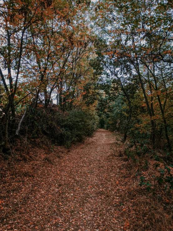 a forest path is surrounded by leaves and trees