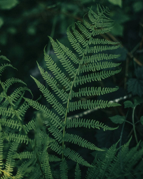 some very large green leaves with lots of green