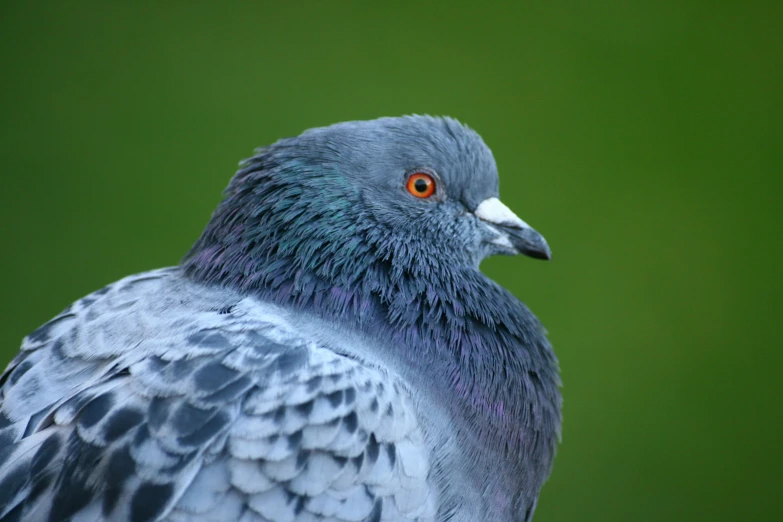 a close up of a bird on the wing and it's blue feathers