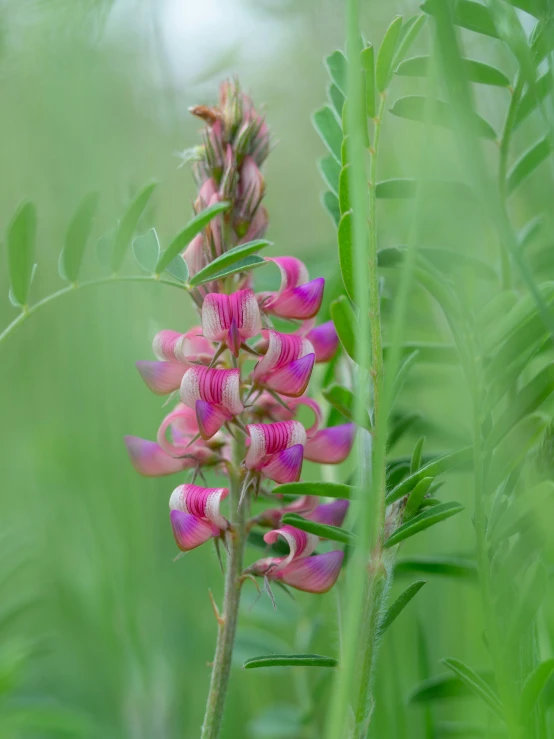 small pink flowers with green foliage in the background