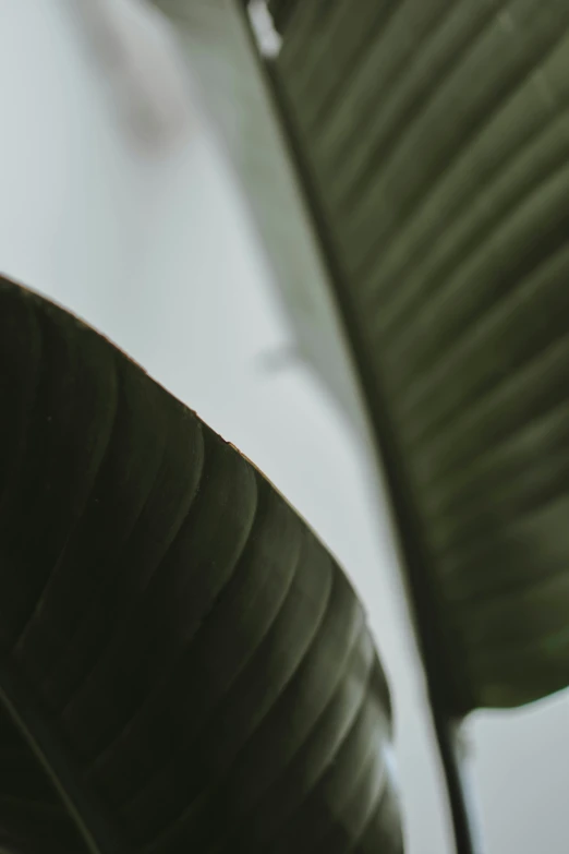 a close - up of a tropical plant with leaves