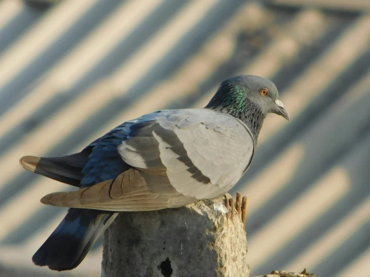 a pigeon sitting on top of a log