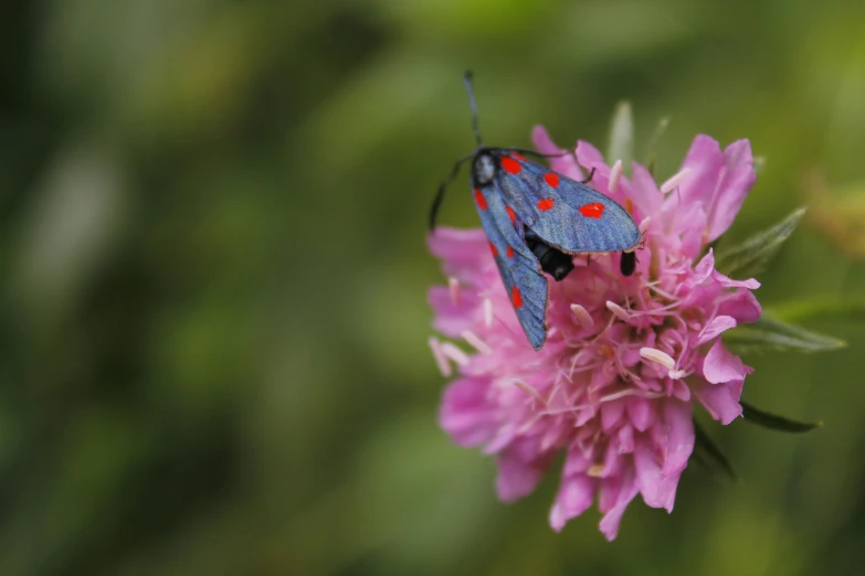 a red and blue insect on a flower