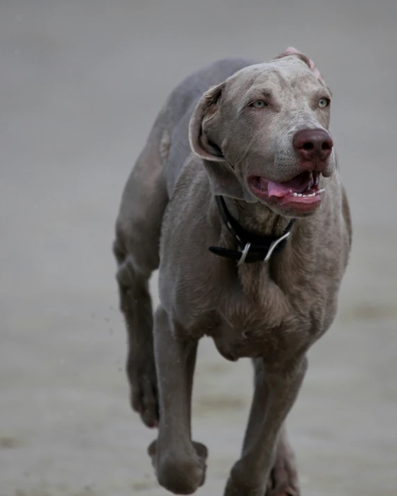 a gray dog running in sand on the beach
