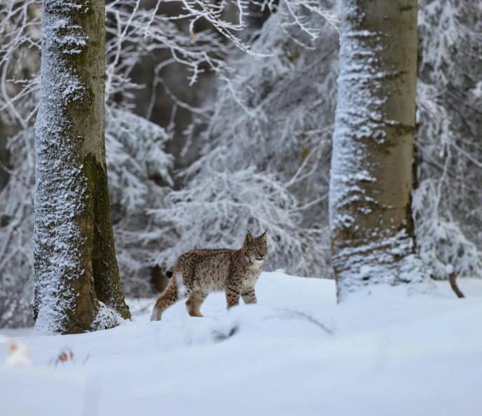 a wolf walking in the snow between two trees