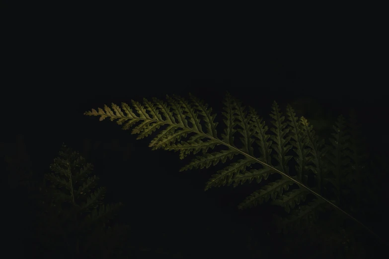 green leaves glowing on black background in dark night