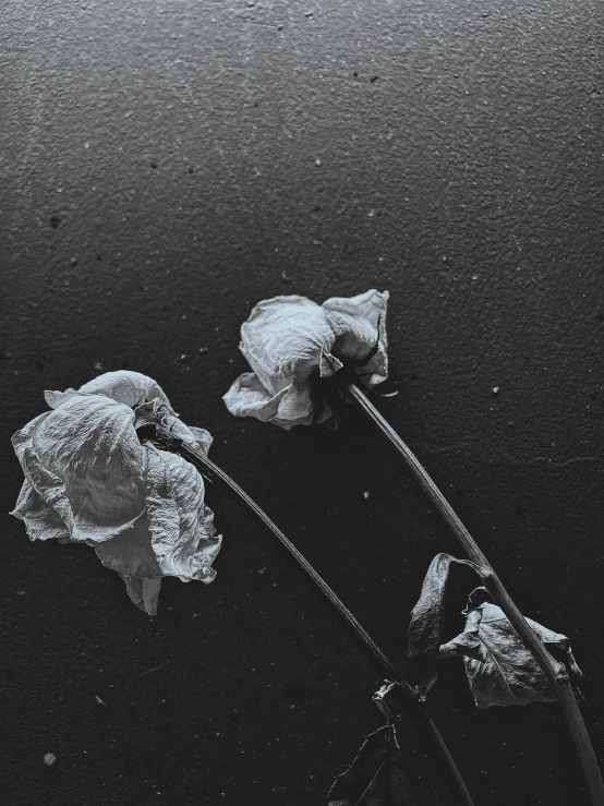 black and white pograph of two dead flowers